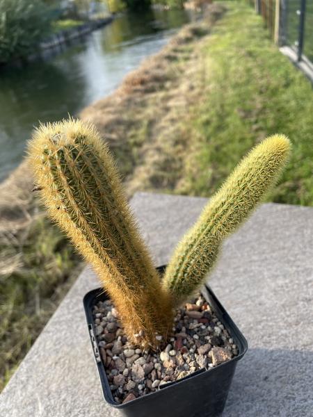 Hildewintera aureispina